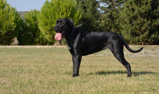 Our dog Cane Corso: Forza di razza Cilva
