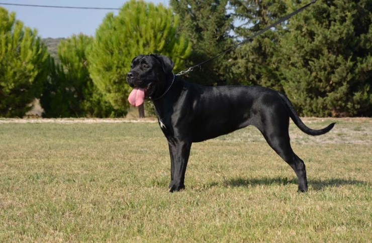 Our dog Cane Corso: Forza di razza Cilva